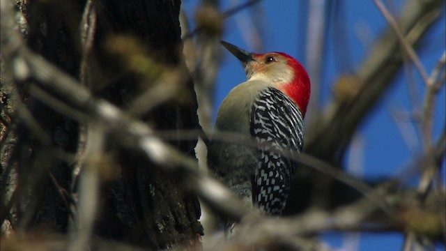 Red-bellied Woodpecker - ML443210