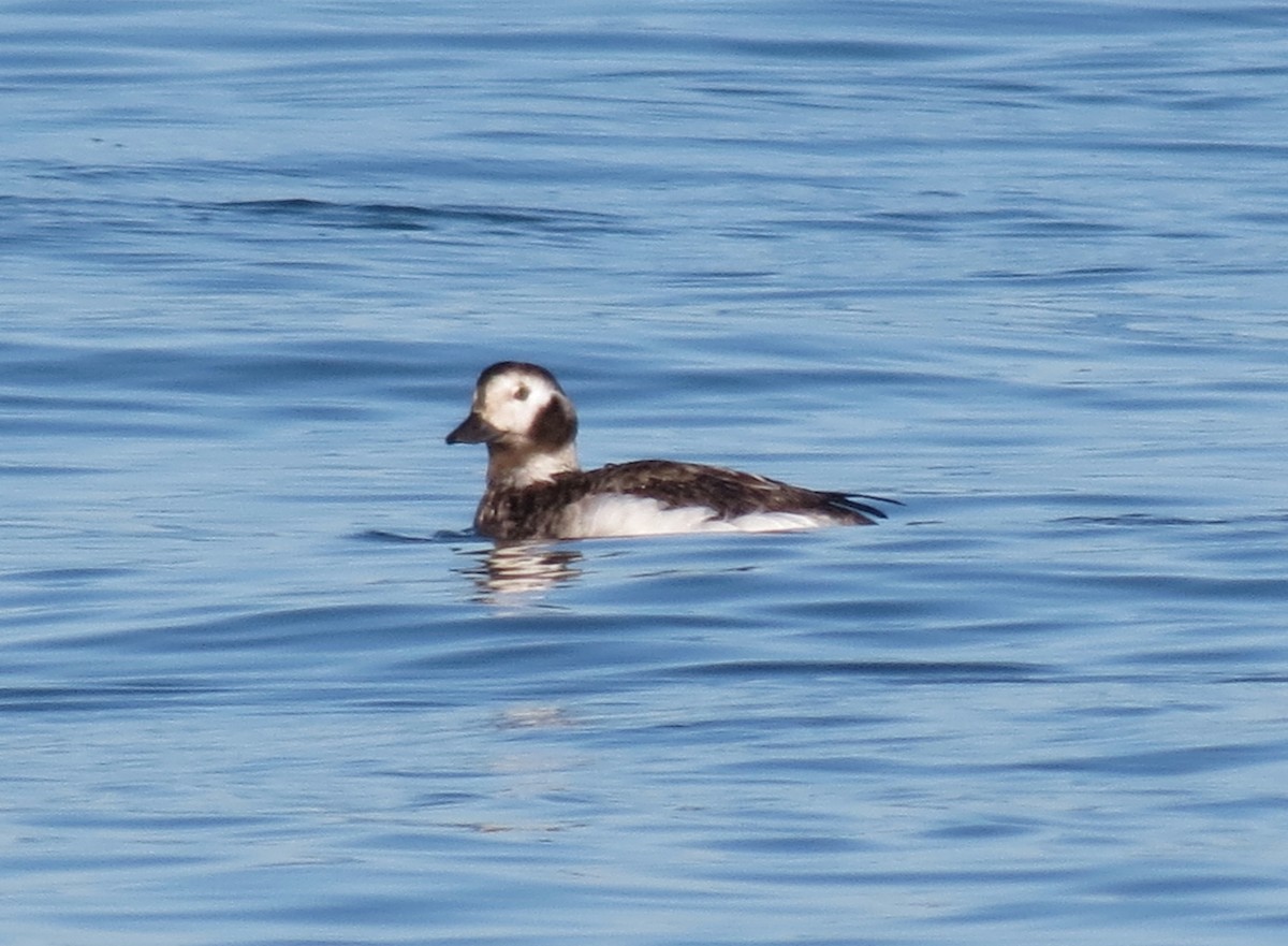 Long-tailed Duck - ML44321331