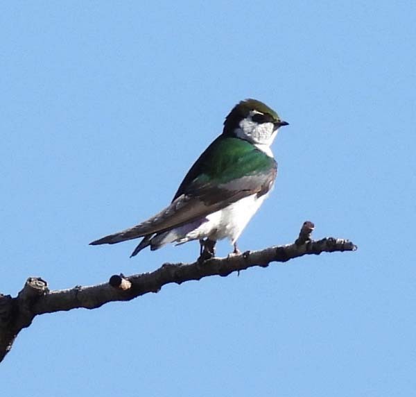 Violet-green Swallow - Cory Shaw