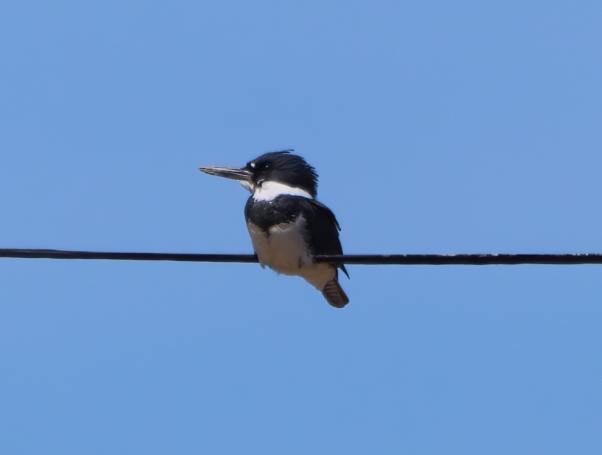 Belted Kingfisher - ML443217821