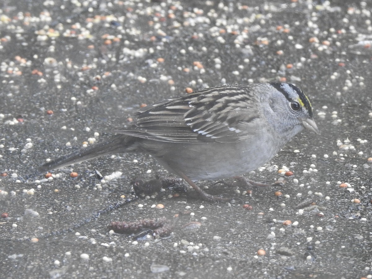 White-crowned x Golden-crowned Sparrow (hybrid) - ML443226051