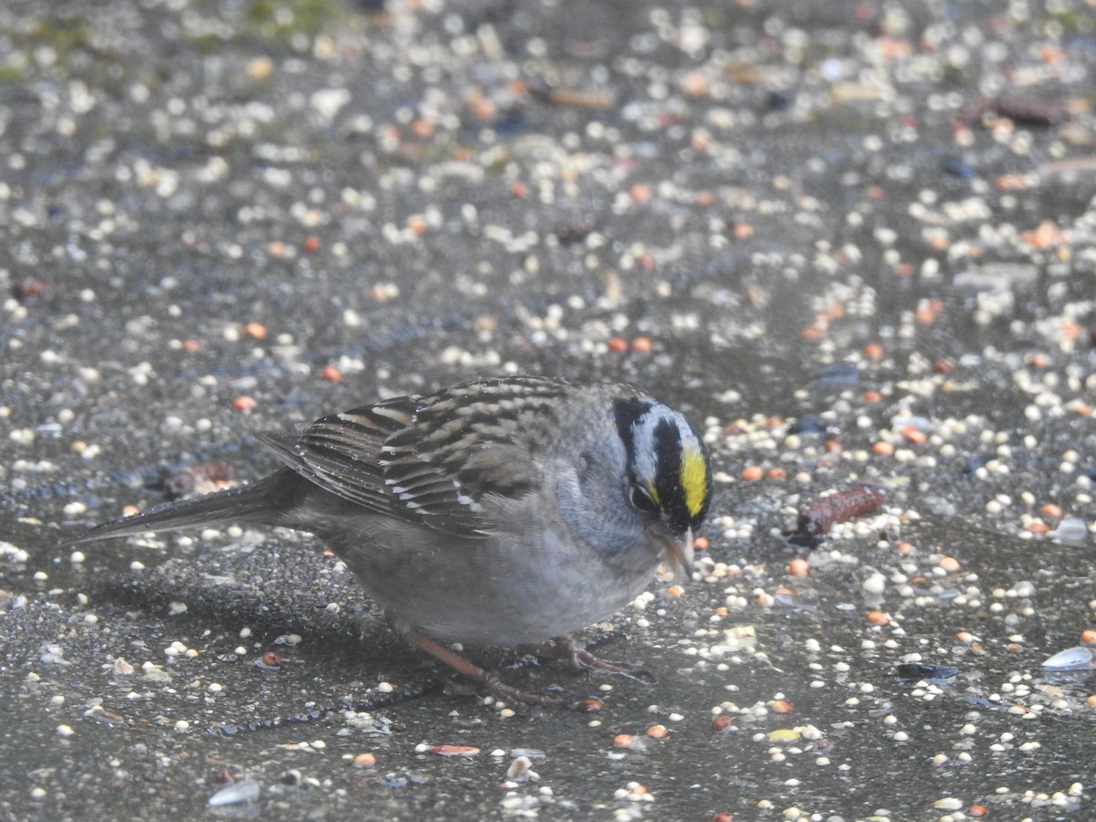 White-crowned x Golden-crowned Sparrow (hybrid) - ML443226081