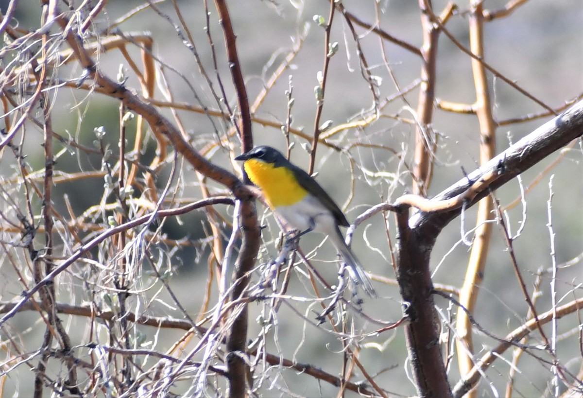Yellow-breasted Chat - ML443227671