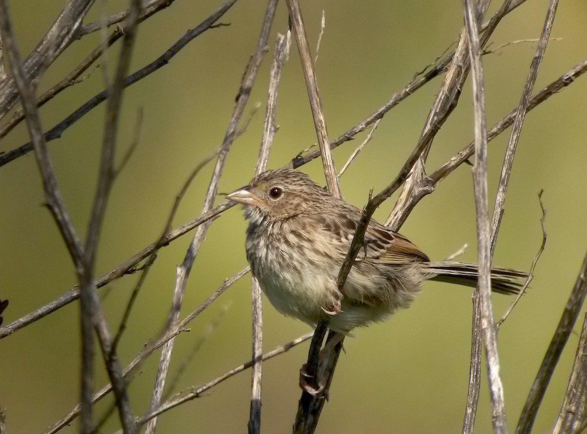 Grassland Sparrow - Juan Klavins