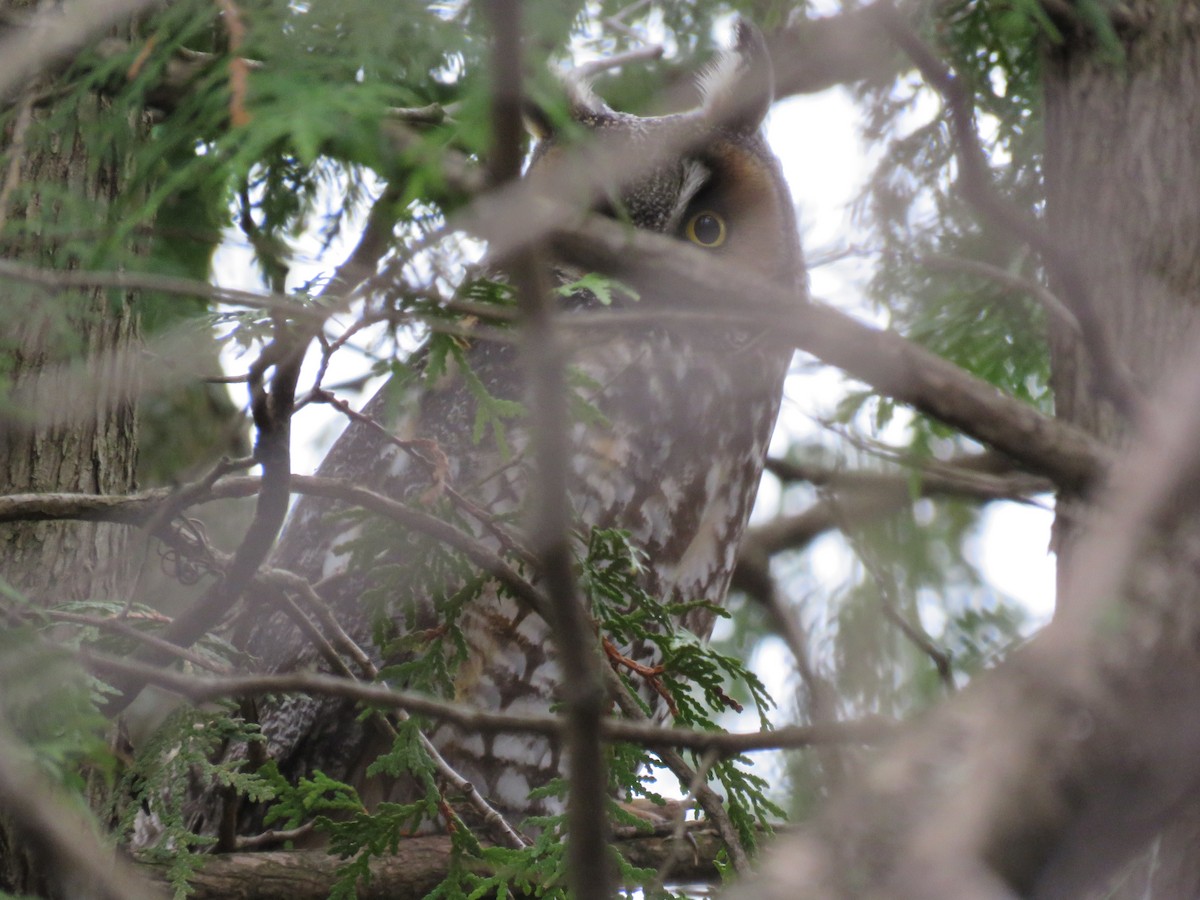 Long-eared Owl - ML443230591