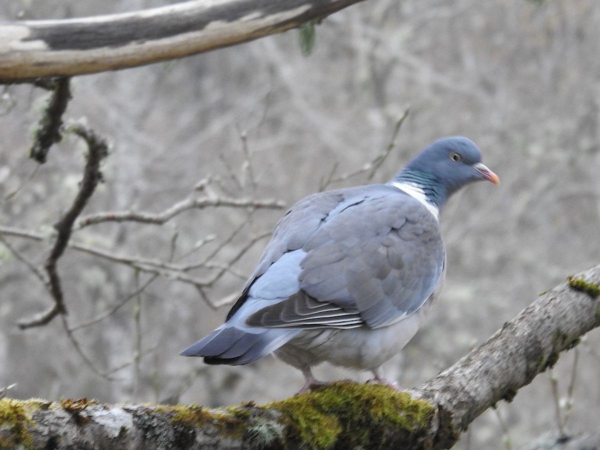 Common Wood-Pigeon - ML443235641
