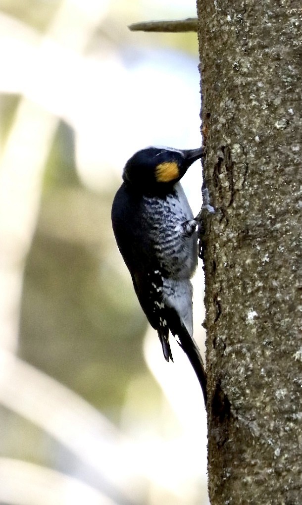 Black-backed Woodpecker - ML443243531