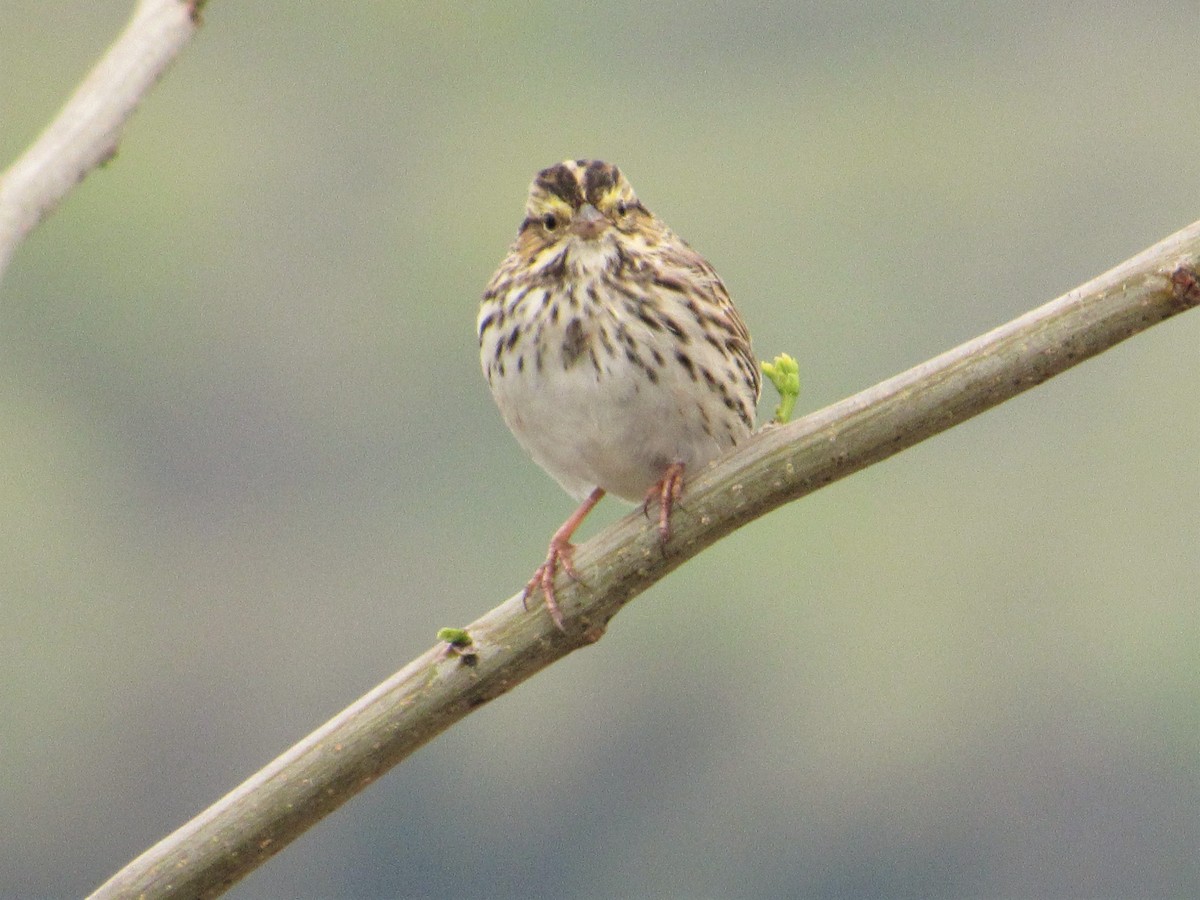 Savannah Sparrow - ML443245831