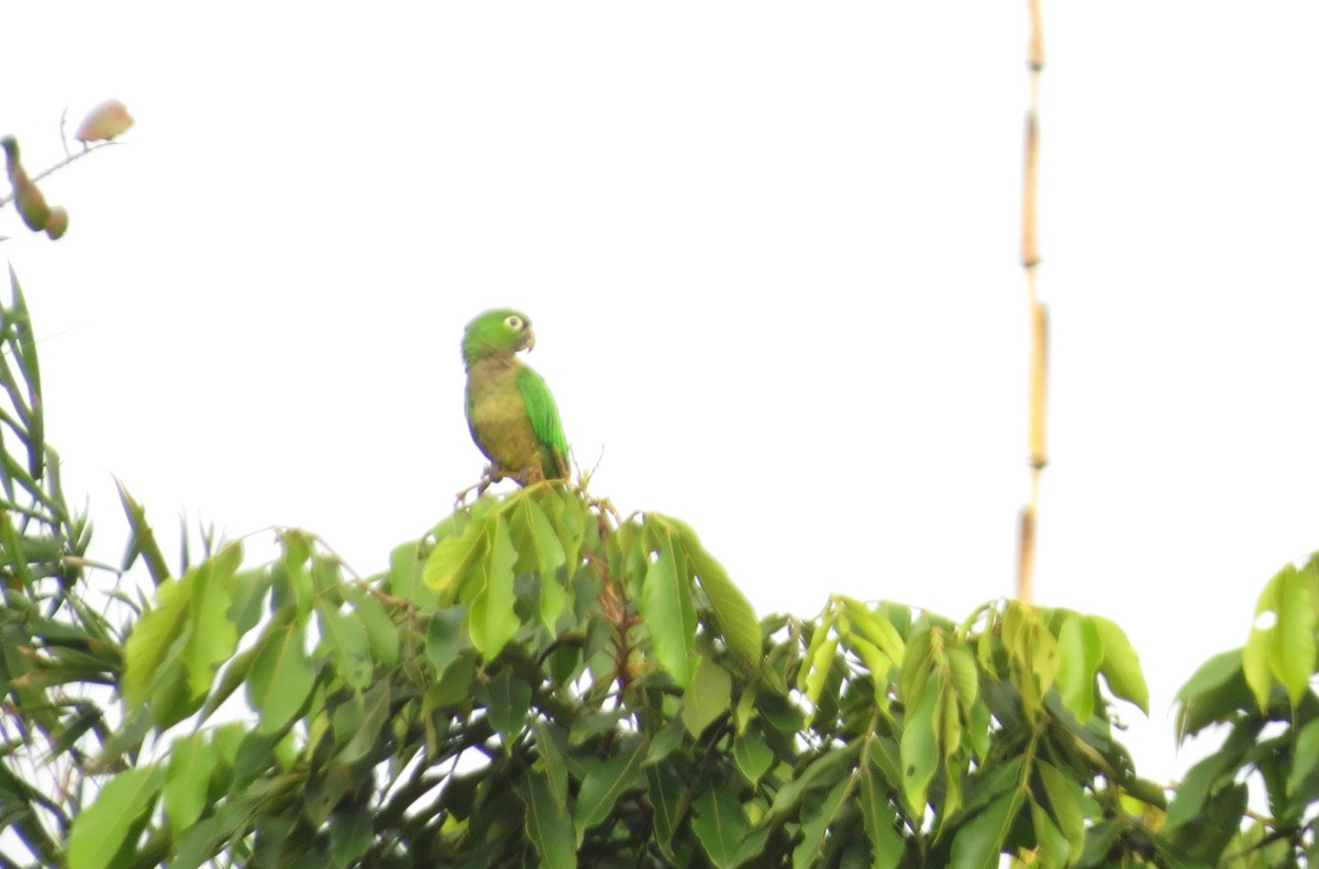 Olive-throated Parakeet - ML44324661