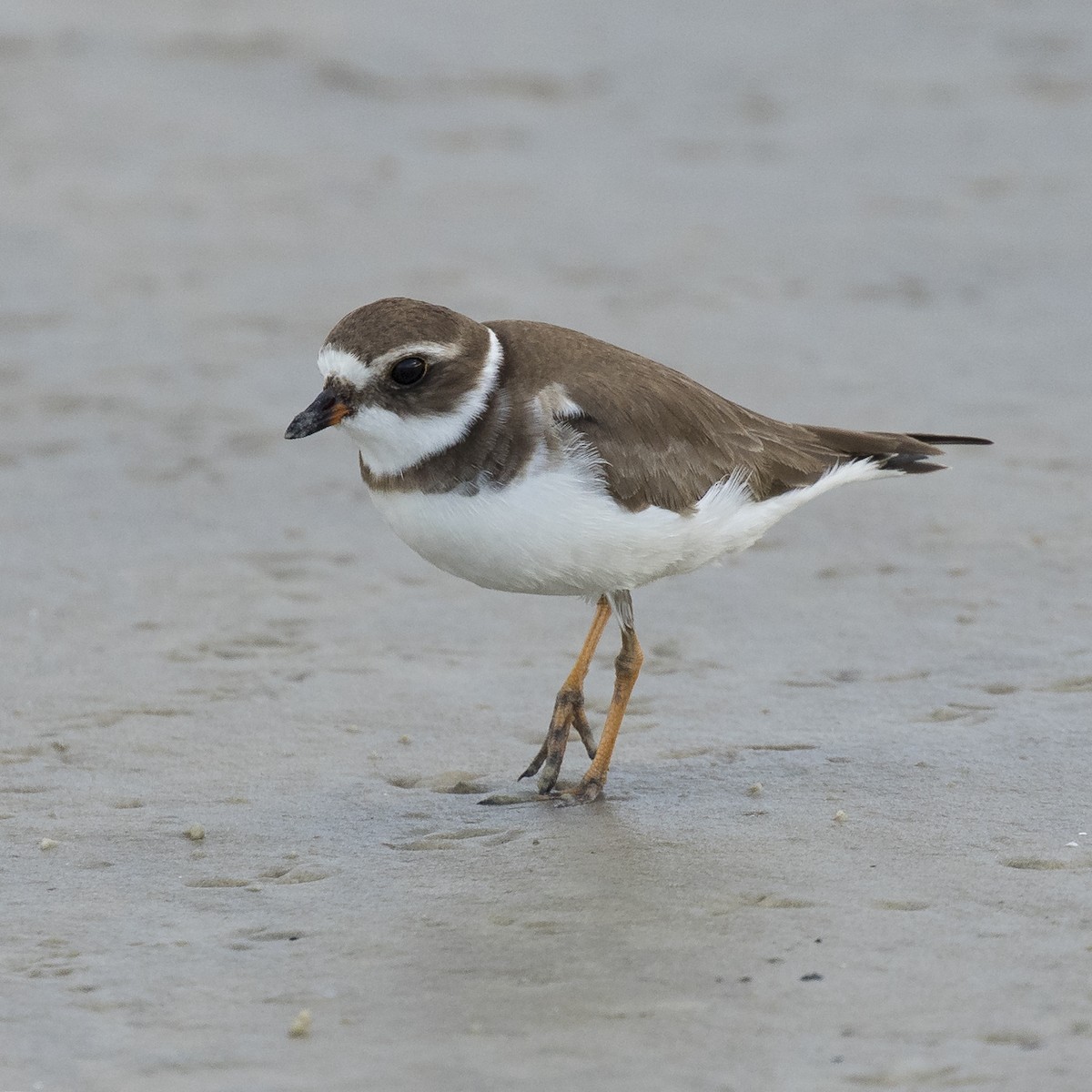 Semipalmated Plover - ML44325161