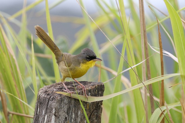 Gray-crowned Yellowthroat at Black Rock Road by Dave Beeke