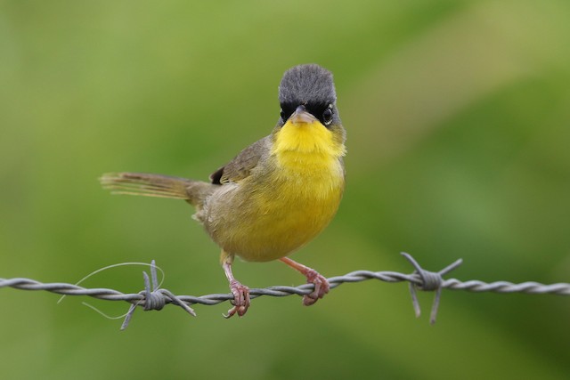 Gray-crowned Yellowthroat at Black Rock Road by Dave Beeke