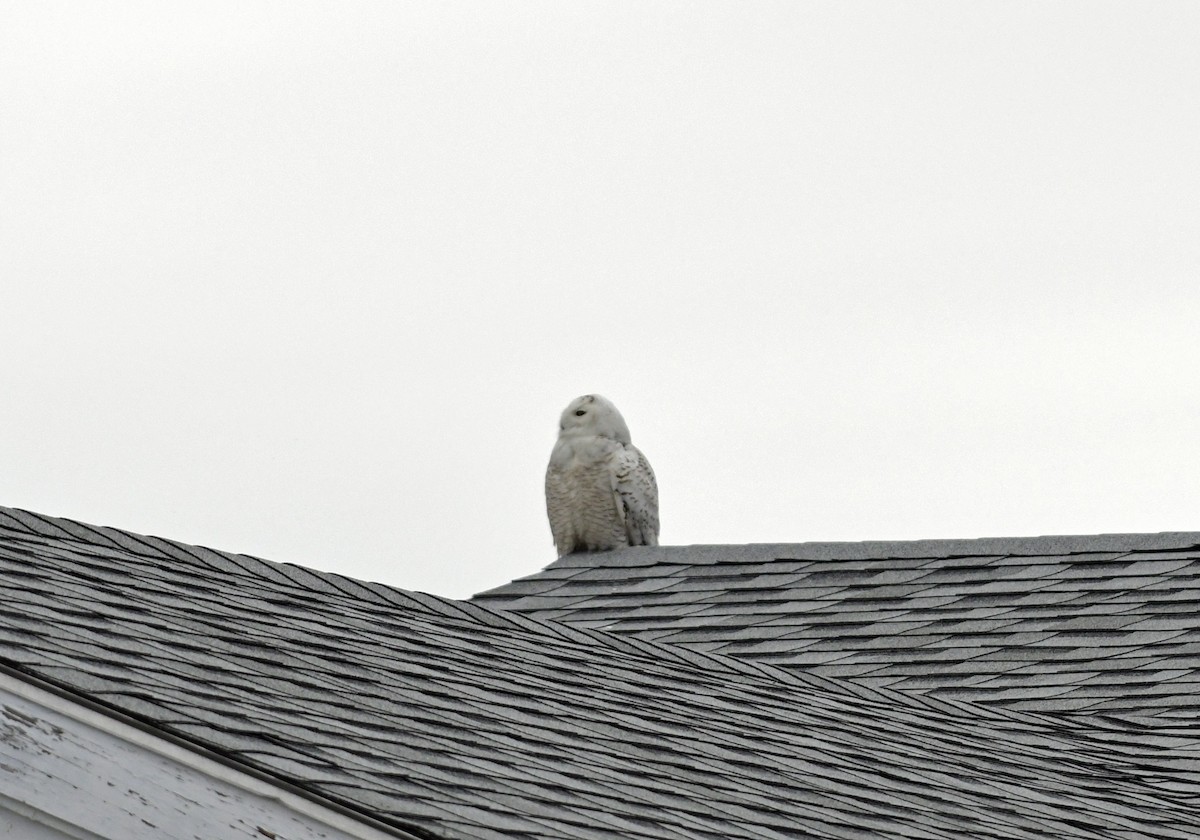 Snowy Owl - ML443276221