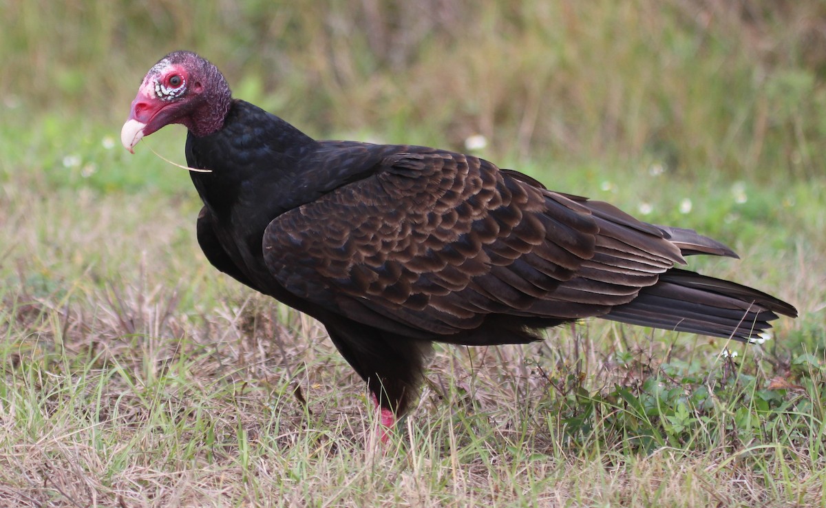Turkey Vulture - Charles (PAT) Dollard