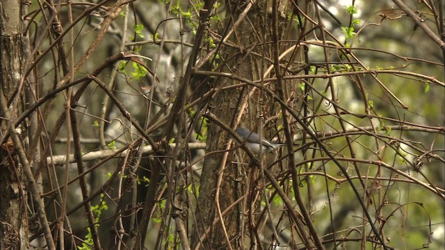 Blue-gray Gnatcatcher (caerulea) - ML443291