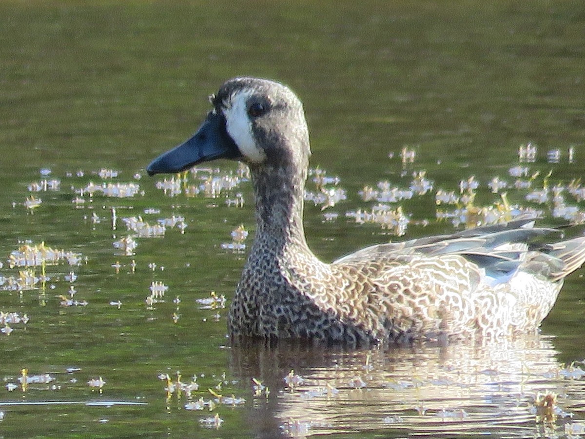 Blue-winged Teal - ML44329251