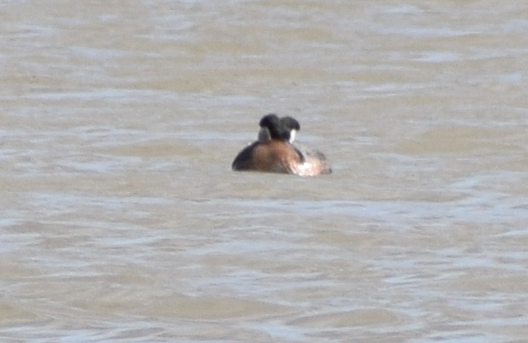 Red-necked Grebe - ML443292871