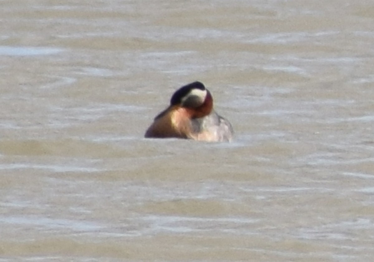Red-necked Grebe - ML443293021