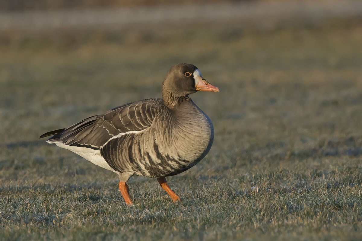 Greater White-fronted Goose - ML44330451