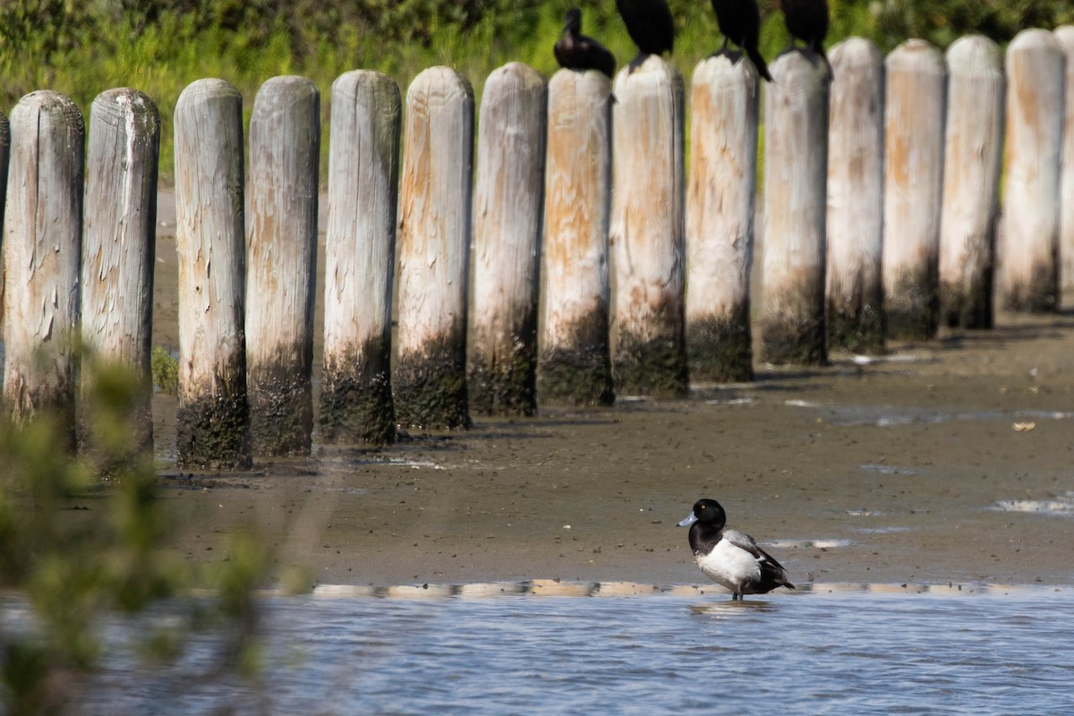 Greater Scaup - ML443305331