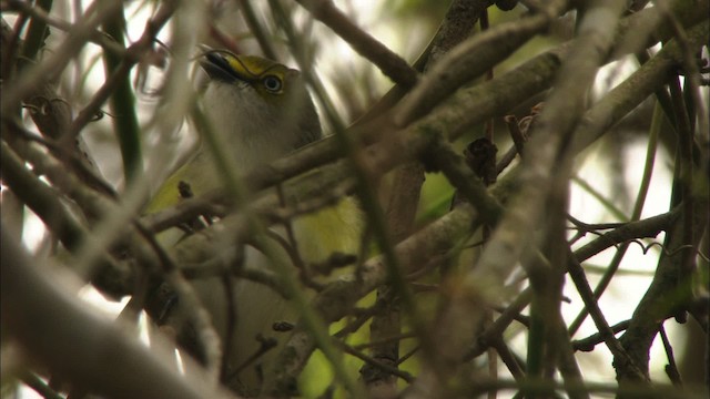 Ak Gözlü Vireo - ML443307