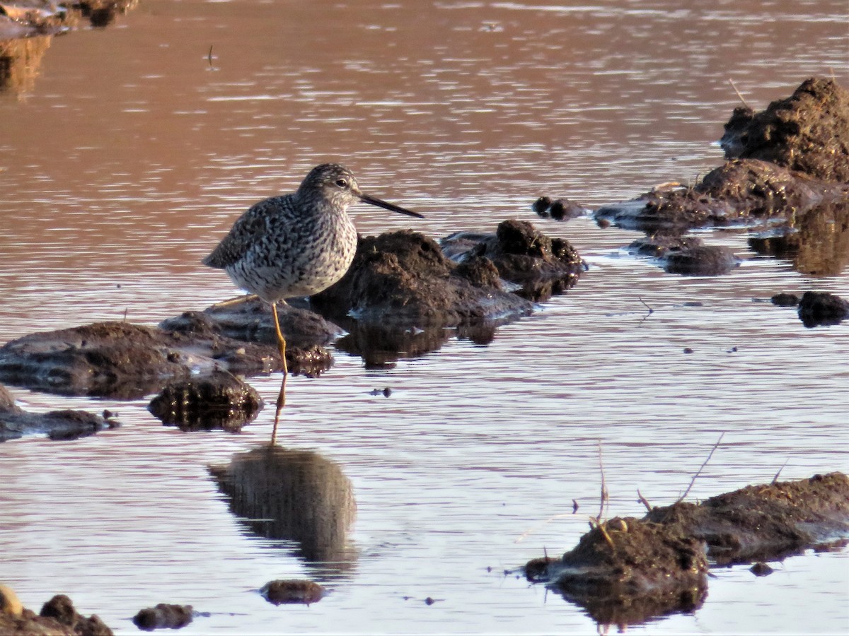 Greater Yellowlegs - Suzanne Maillé COHL