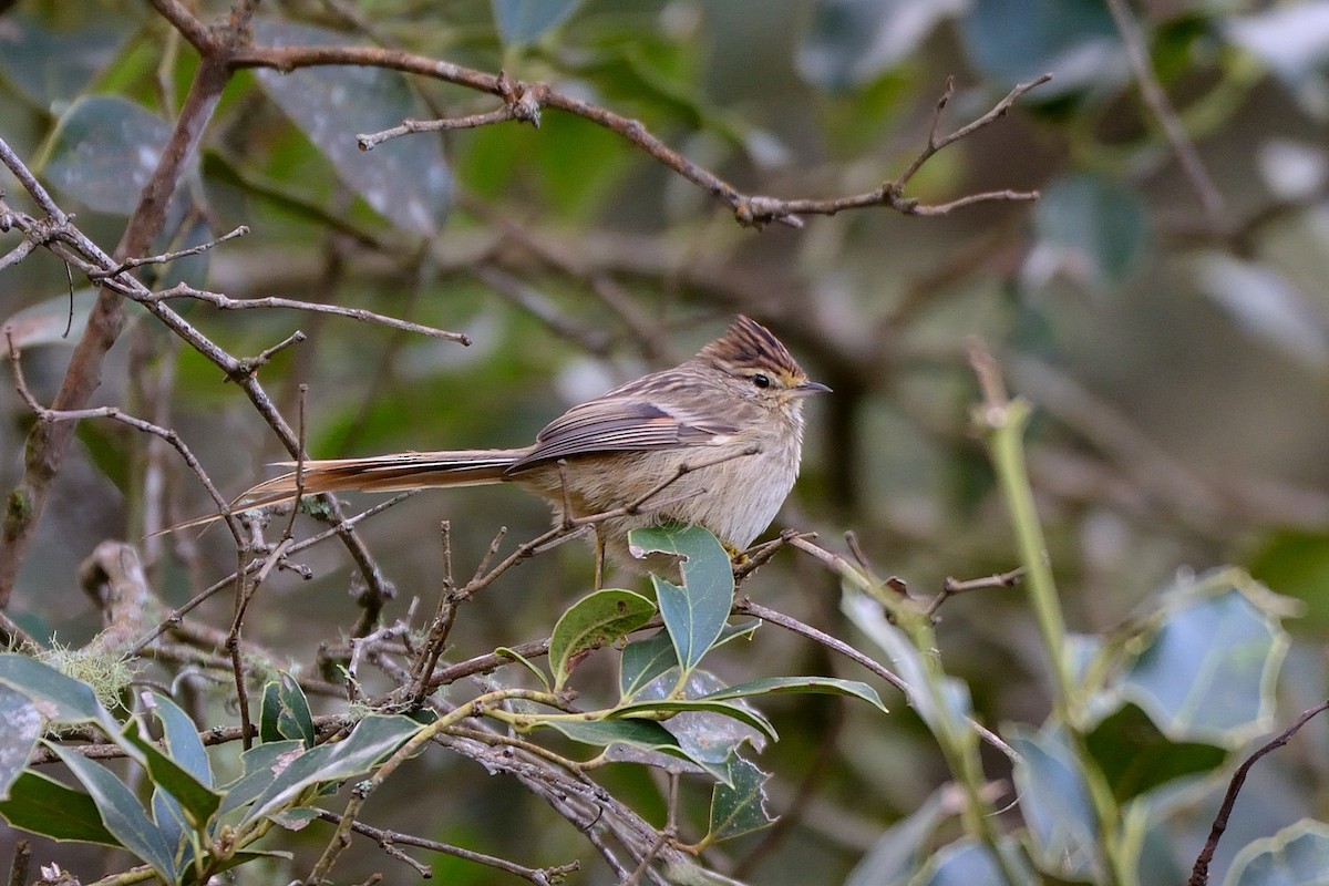 Striolated Tit-Spinetail - ML443312441