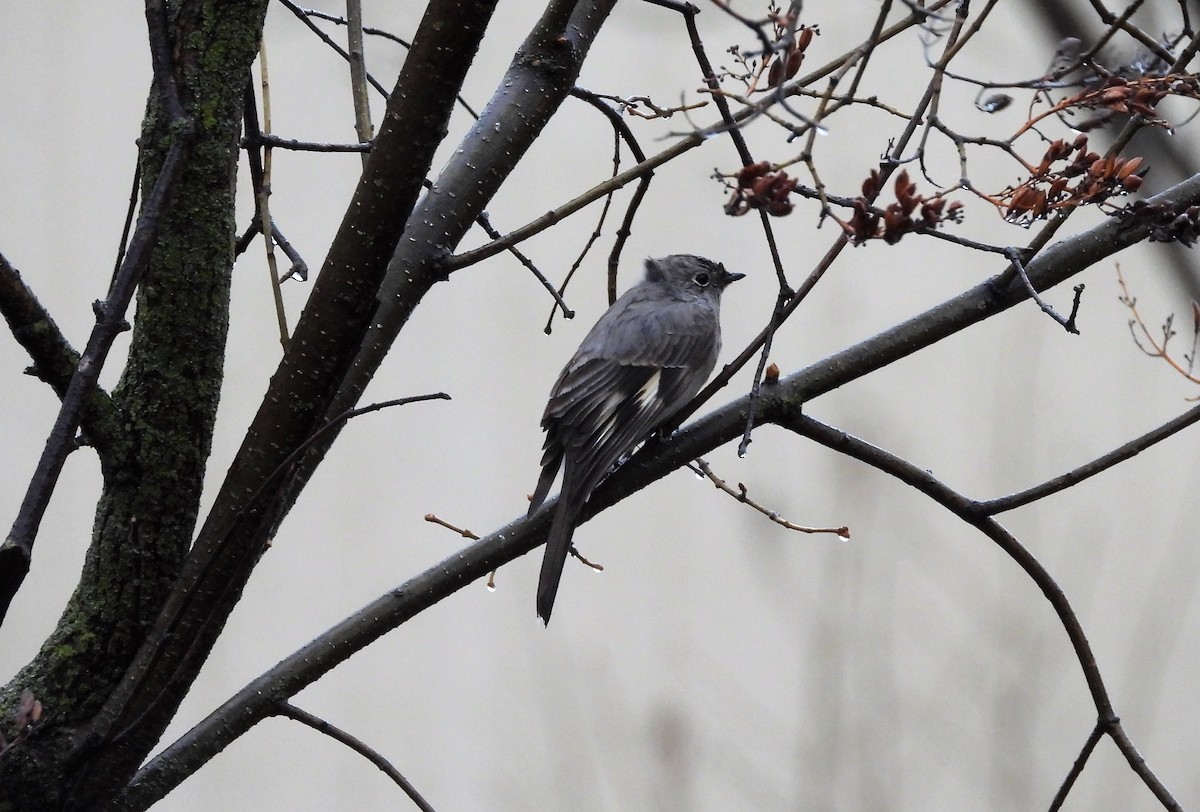 Townsend's Solitaire - ML443312881
