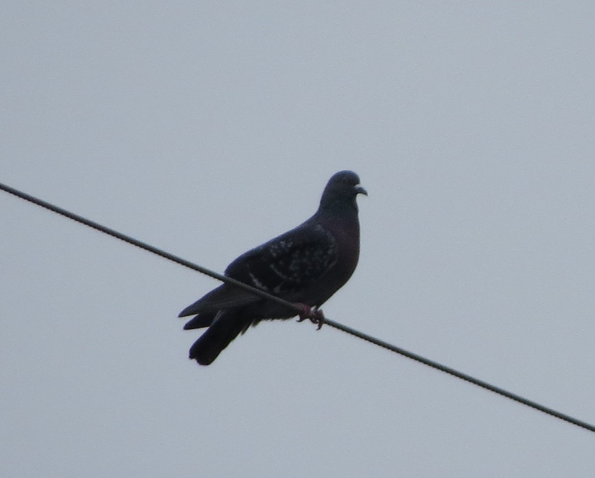Rock Pigeon (Feral Pigeon) - Bev Hansen