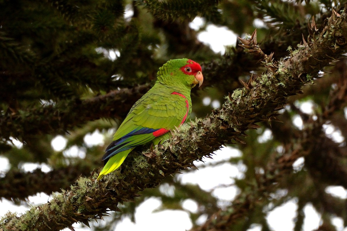 Red-spectacled Parrot - ML443314731