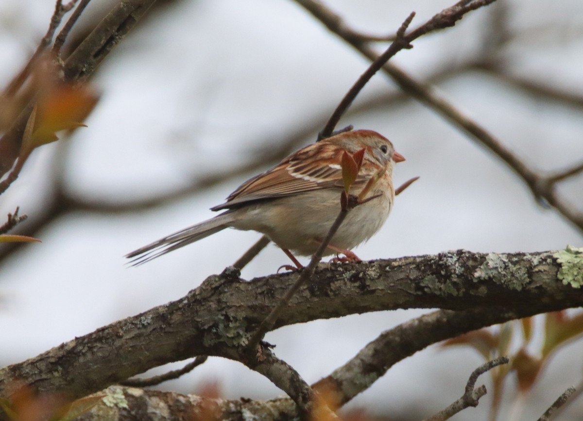 Field Sparrow - ML443320781