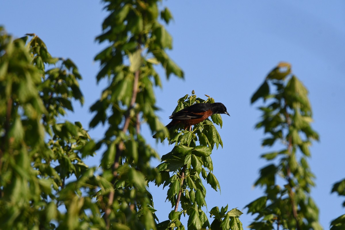 Orchard Oriole - ML443322081