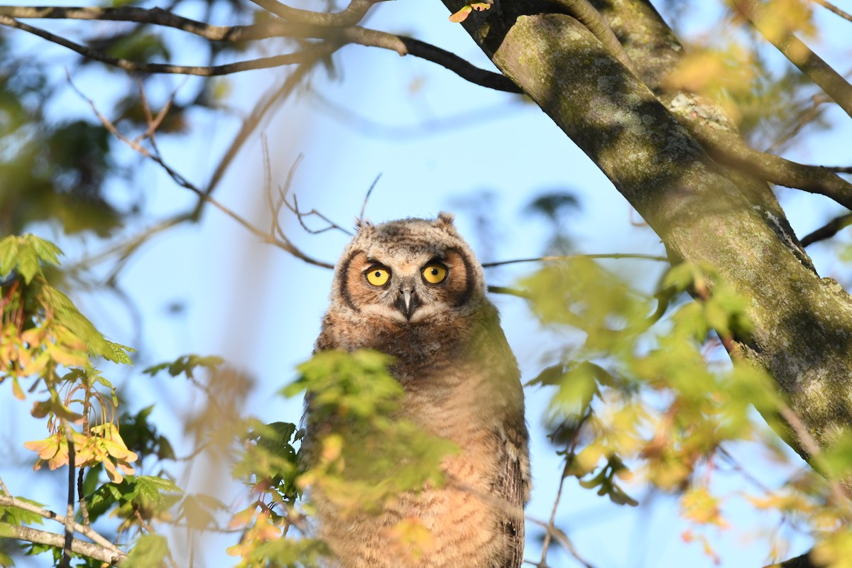 Great Horned Owl - ML443324081