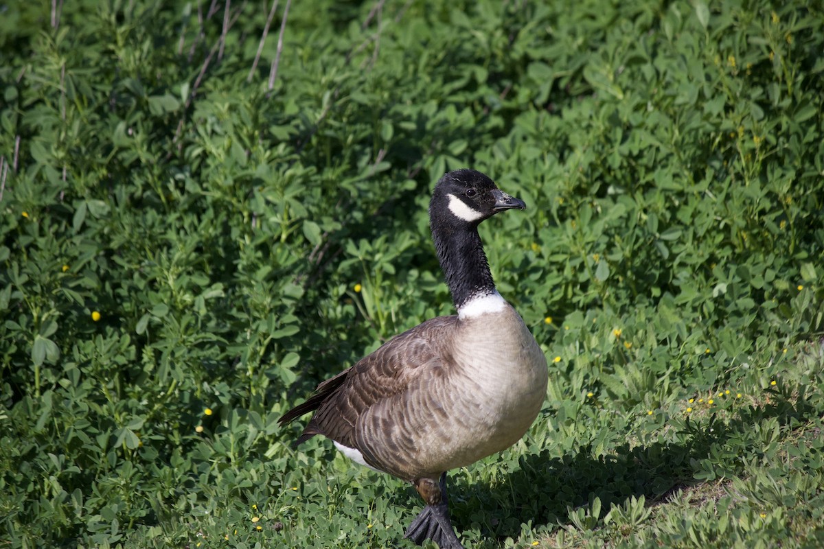 Cackling Goose (Aleutian) - ML443329791
