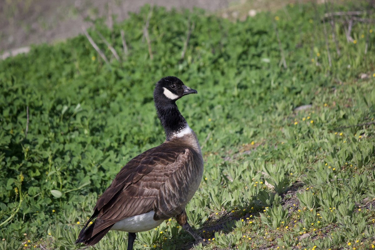 Cackling Goose (Aleutian) - ML443330671