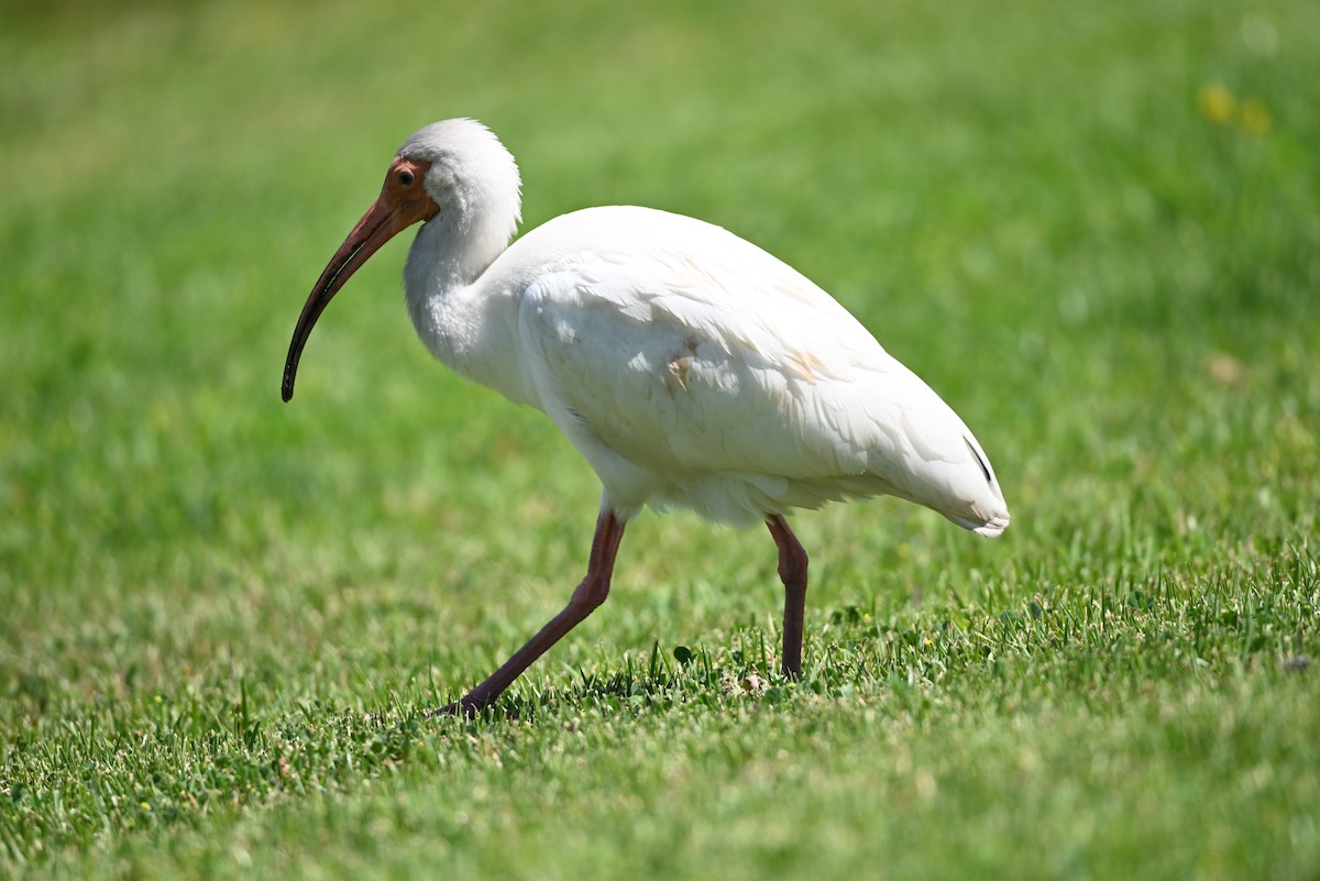 ibis bílý - ML443331711