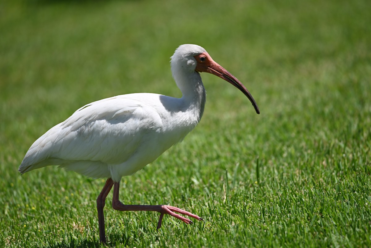 ibis bílý - ML443332331