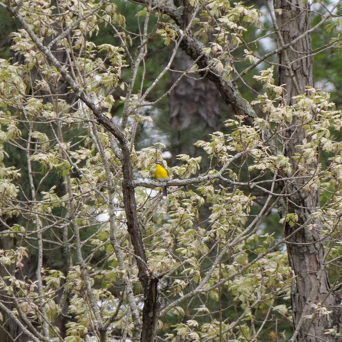 Yellow-breasted Chat - ML443332621