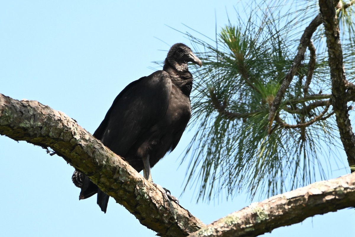 Black Vulture - ML443335051
