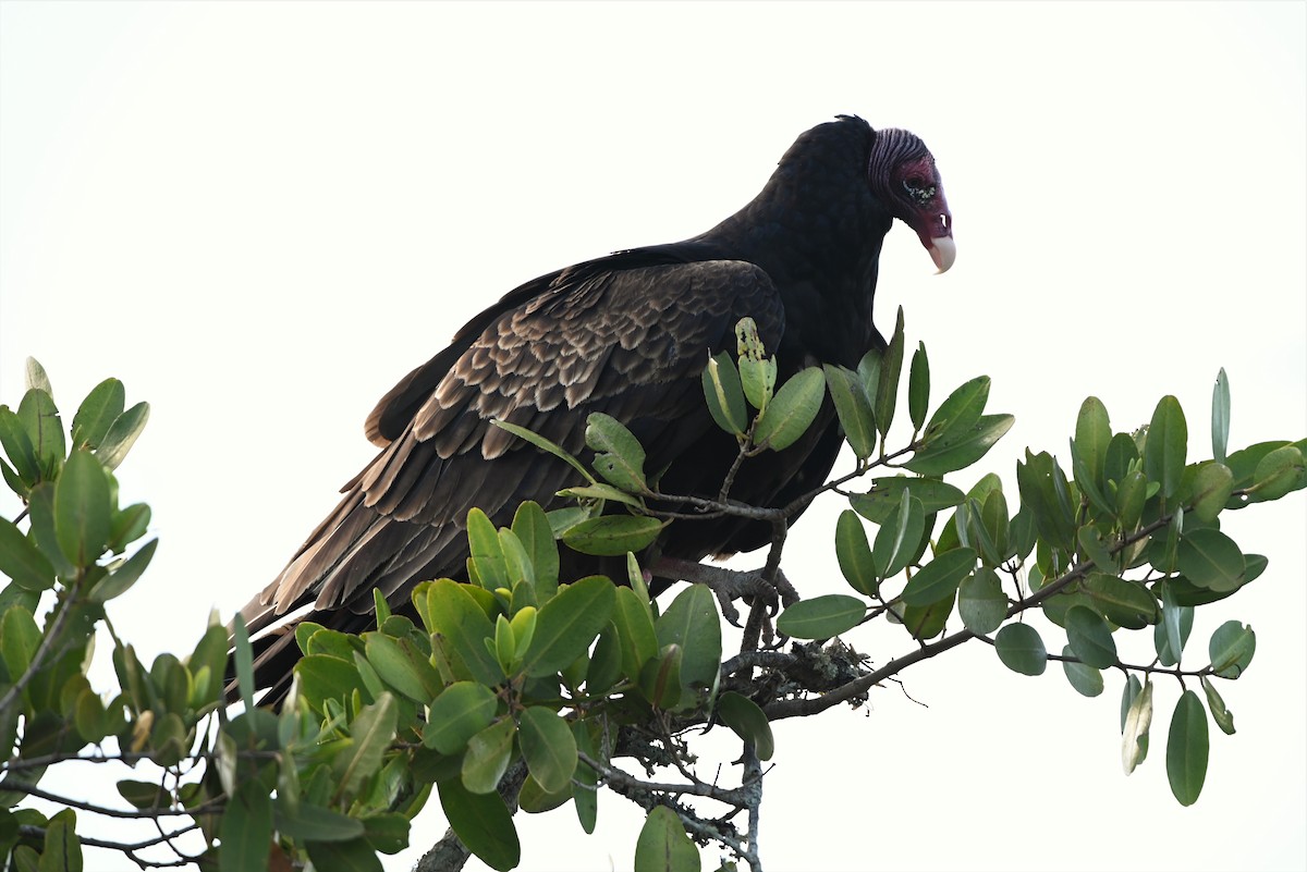 Turkey Vulture - ML443335411