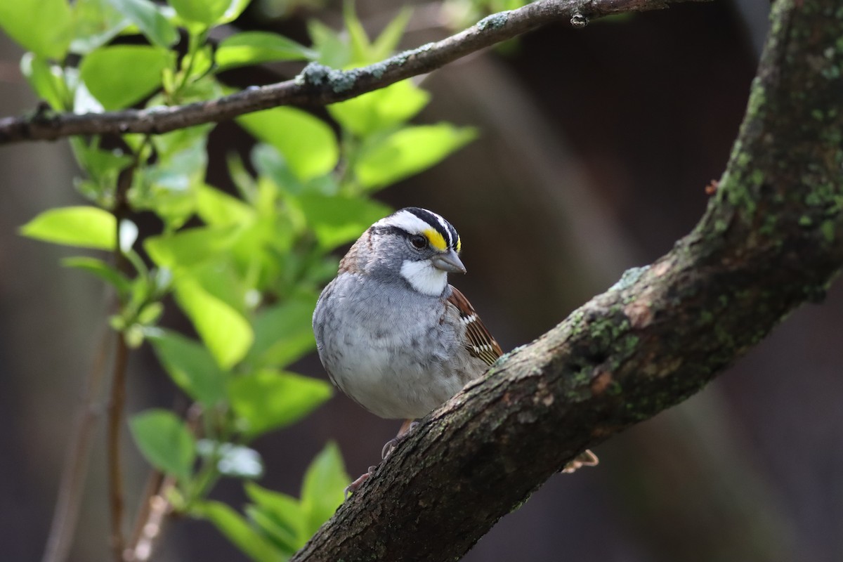 White-throated Sparrow - ML443340031