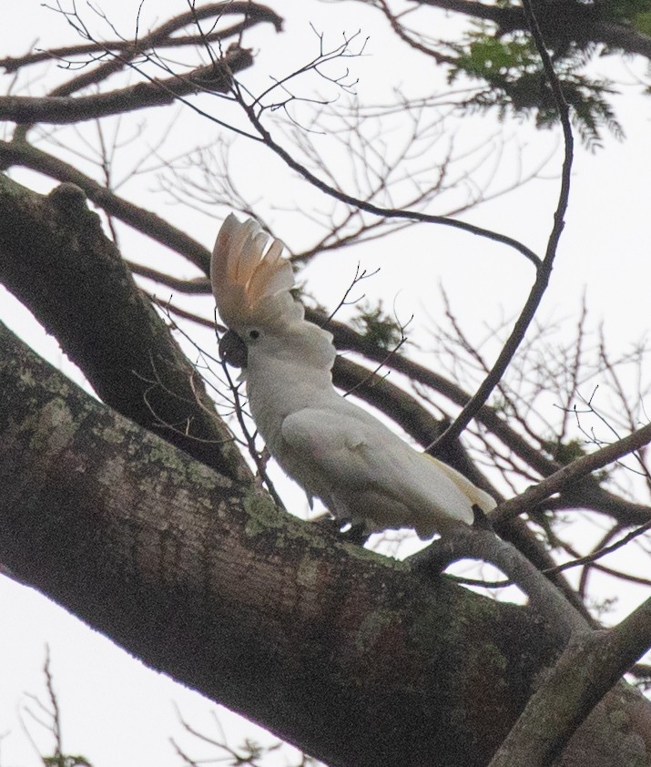 White x Salmon-crested Cockatoo (hybrid) - ML443343241