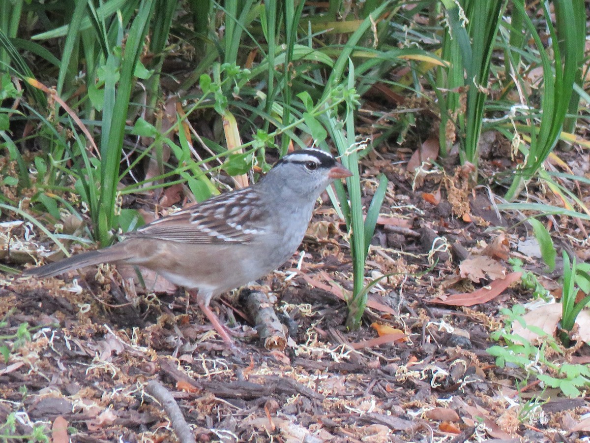 White-crowned Sparrow - ML443343901