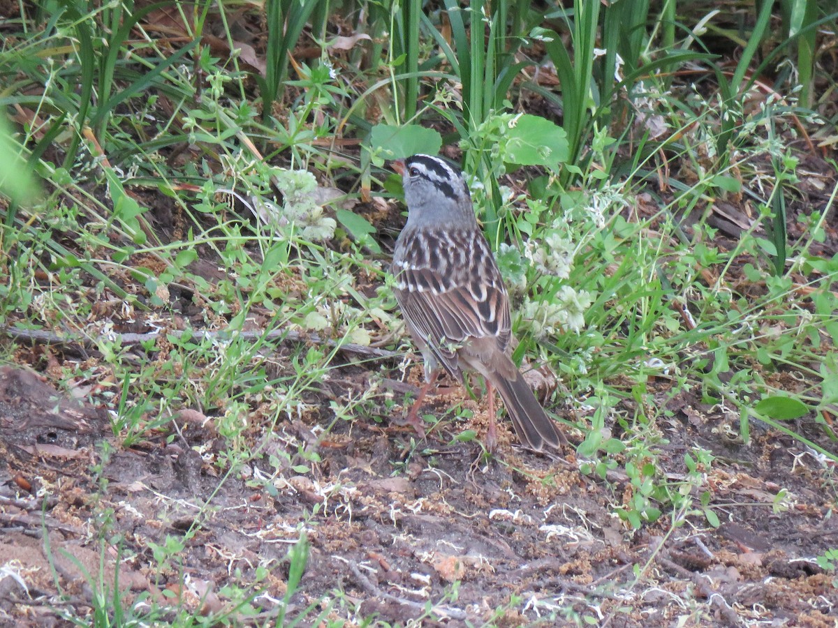 White-crowned Sparrow - ML443343931