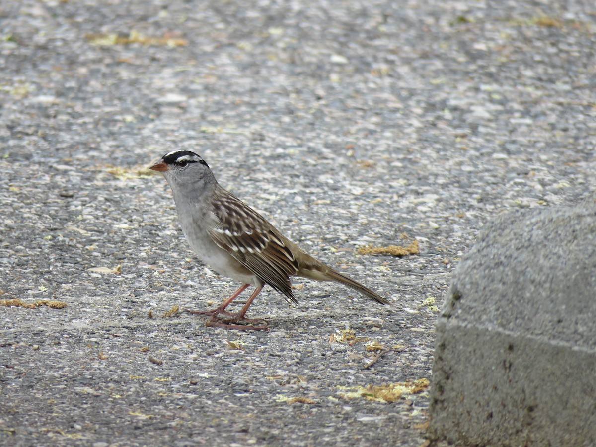 White-crowned Sparrow - ML443343941