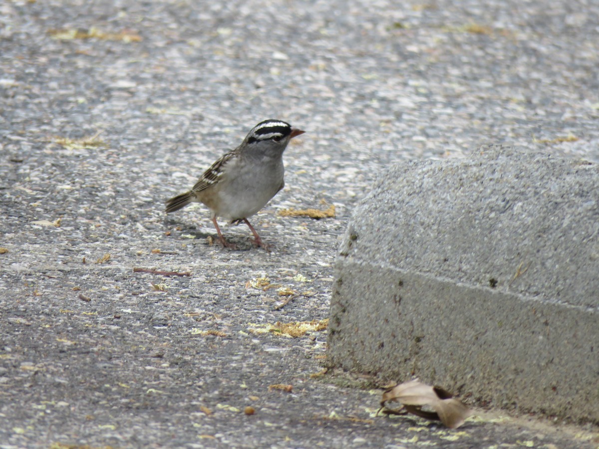 White-crowned Sparrow - ML443344071