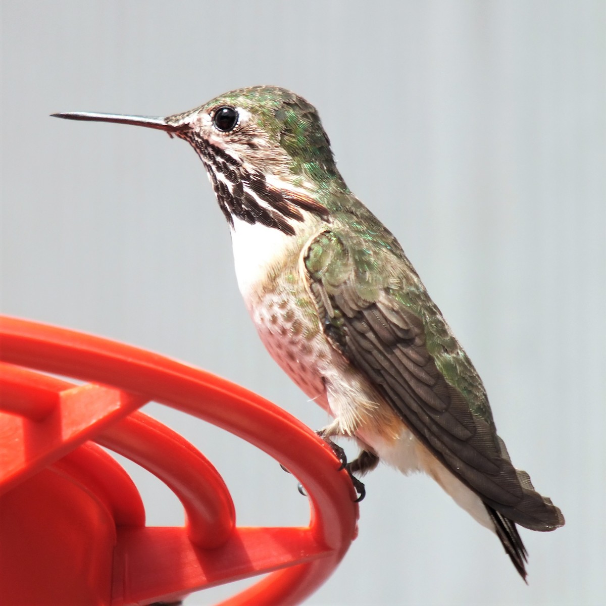 Calliope Hummingbird - ML443346931