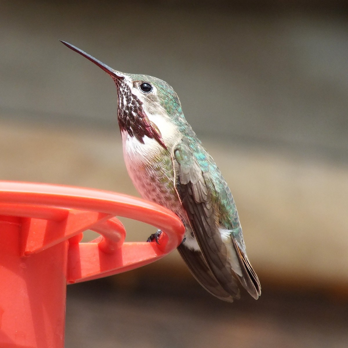 Calliope Hummingbird - ML443347571