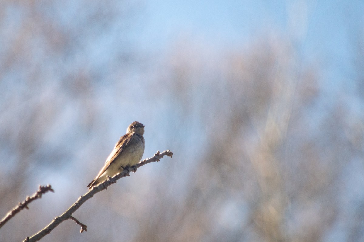 Northern Rough-winged Swallow - Jordan Parrott