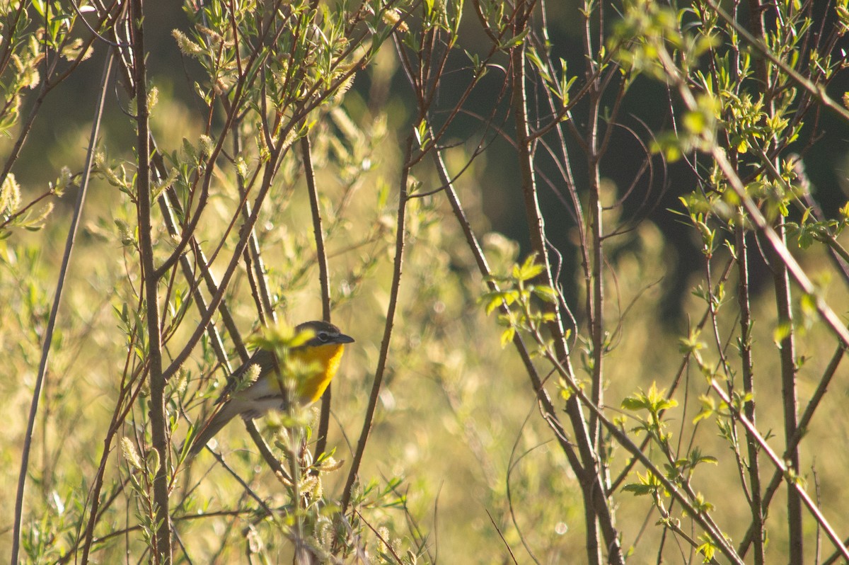 Yellow-breasted Chat - ML443349121